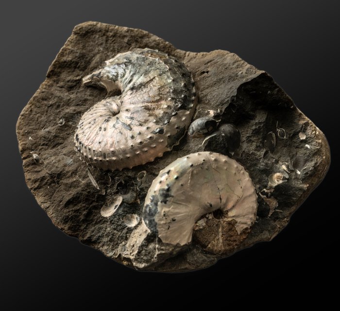 sensationele parelmoer ammonieten op matrix - Fossiele matrix - Jeletzkytes nebrascensis - 14.35 cm - 11.94 cm