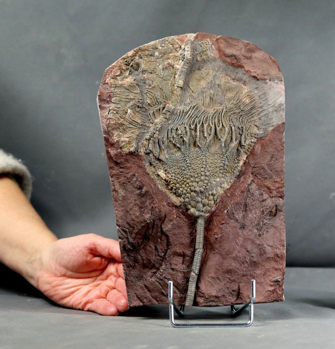 Crinoid - Animale fosilizate - Scyphocrinites elegans - 26 cm - 18 cm