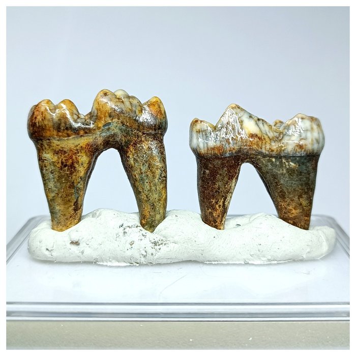 Set mit 2 Backenzähnen von Ursus spelaeus in Edelsteinqualität, Eiszeit-Höhlenbär – Pleistozän - Fossiler Zahn