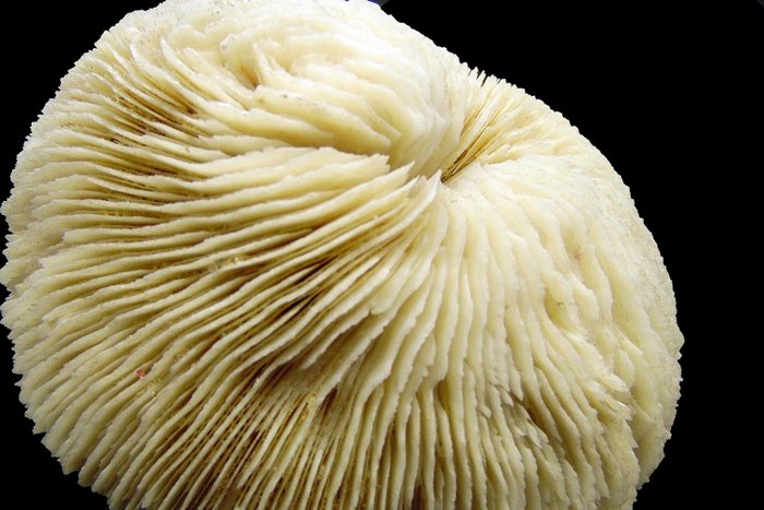 Stony Coral 骨架 - Fungiidae ┼ Pilzkoralle ┼ perfekter Erhaltungszustand - 140 mm - 5.5 mm - 140 mm- 非《濒危物种公约》物种