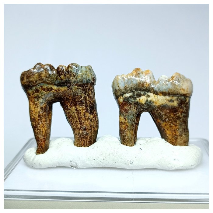 Σετ 2 Gem Grade Ursus spelaeus Ice Age Cave Bear Molar Teeth - Pleistocene - Απολιθωμένο δόντι