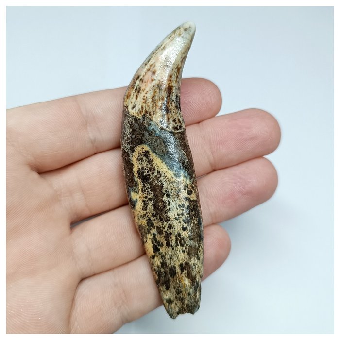 Gem Grade Ursus spelaeus Ice Age Cave Bear Canine Fang Tooth – Pleistozän - Fossiler Zahn
