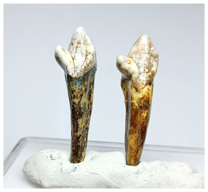 2 件套宝石级 Ursus spelaeus 冰河时代洞穴熊门齿 - 更新世 - 牙齿化石