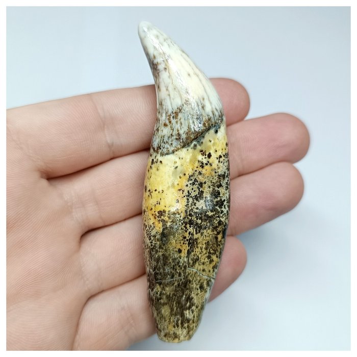 Gem Grade Ursus spelaeus Ice Age Cave Bear Canine Fang Tooth – Pleistozän - Fossiler Zahn