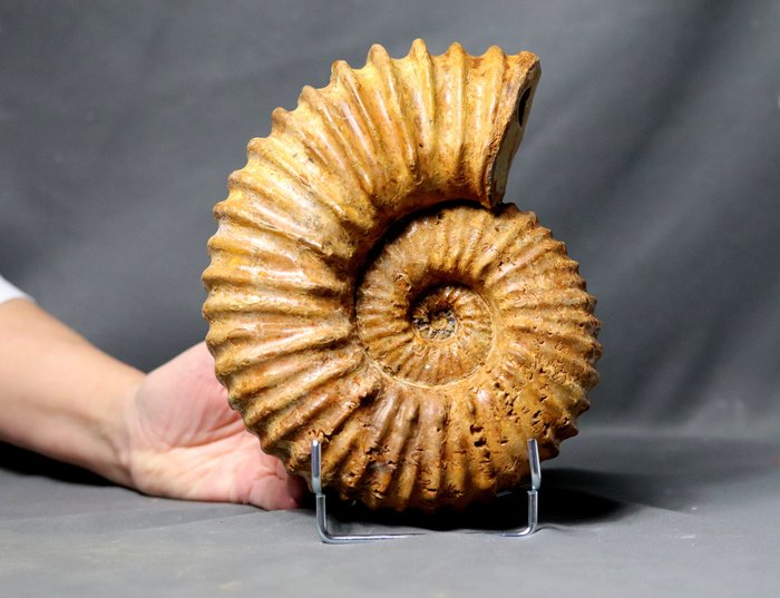 Dekorativ Ribbet Ammonit - På stativ - Forstenet dyr - Calycoceras (Newboldiceras) asiaticum - 20 cm