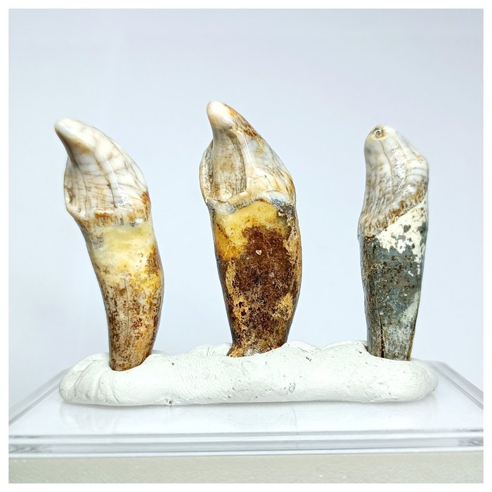 Kolmen kauniisti säilyneen Ursus spelaeus -jääkauden luolakarhun etuhammasta - pleistoseeni - Fossiiliset hampaat