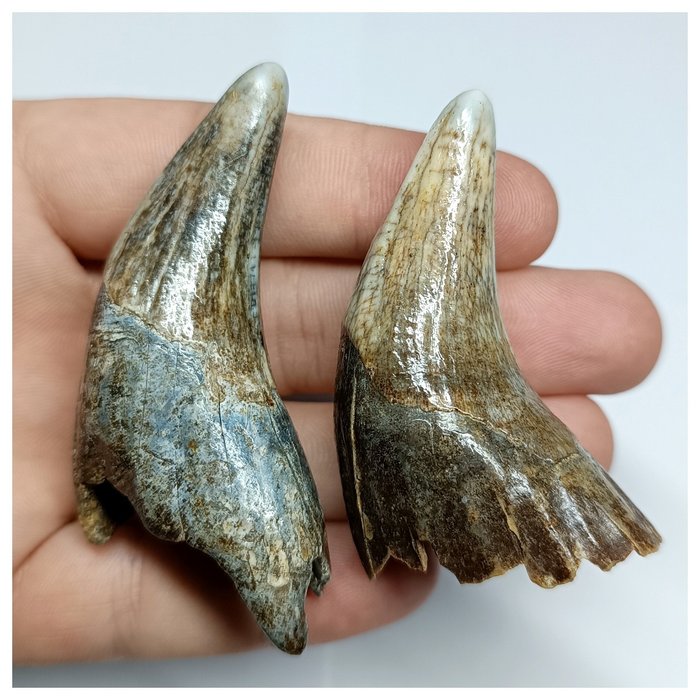 Conjunto de 2 dentes de presa canina Ursus spelaeus da era do gelo da caverna da idade do gelo - - Dente fóssil