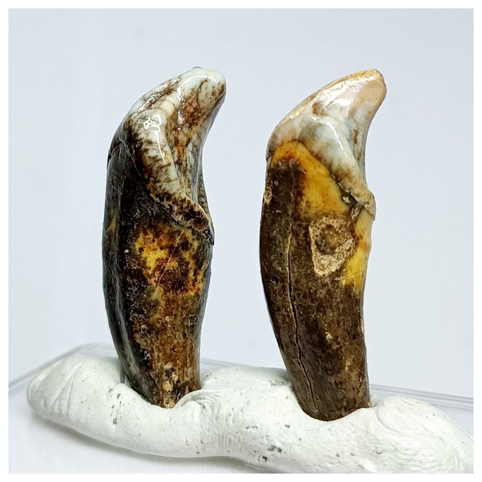 Conjunto de 2 dentes incisivos pré-caninos Ursus spelaeus da Idade do Gelo do Urso da Caverna da - Dente fóssil