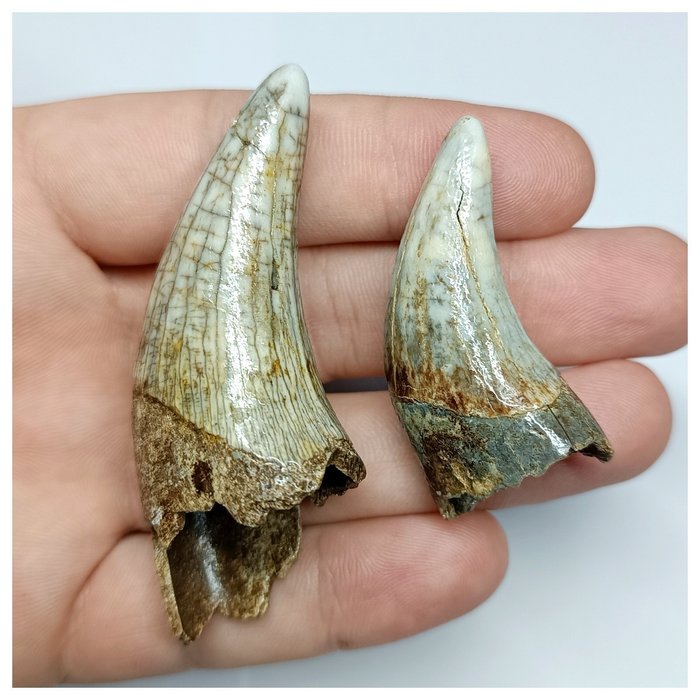 Set of 2 Nicely Preserved Ursus spelaeus Ice Age Cave Bear Canine Fang Teeth - Pleistocene - Fossil tooth