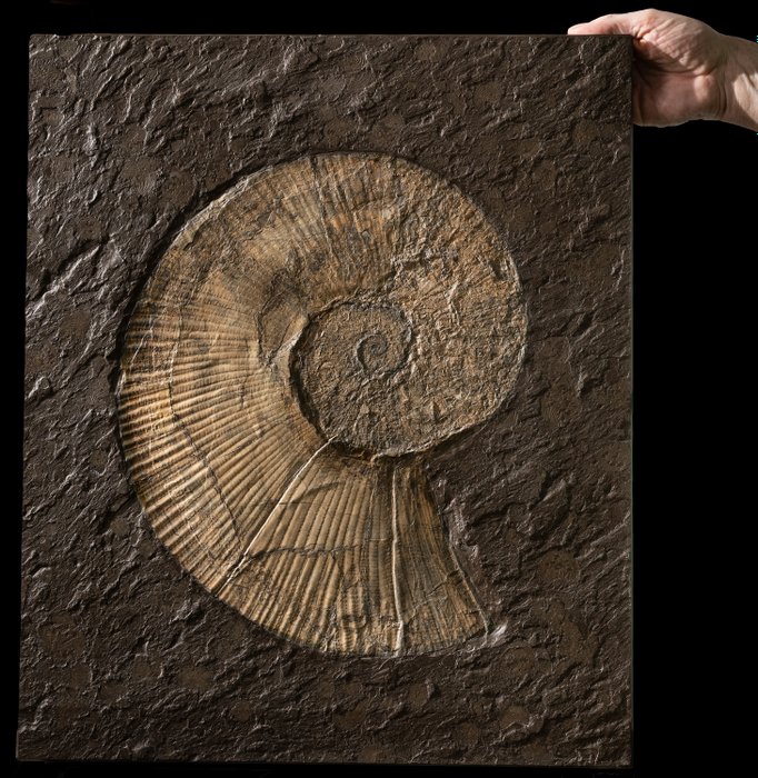 Rarität aus dem Holzmadener Posidonienschiefer - Fossil-Matrix - Lytoceras trautscholdi - 60 cm - 50 cm