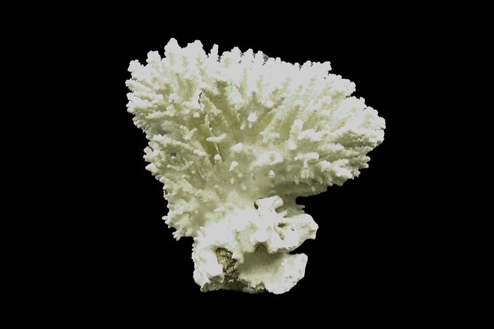 Steinkoralle Skelett - Acropora sp. ┼ Knospenkoralle ┼ perfekter Erhaltungszustand - 150 mm - 0 mm - 0 mm- Nicht-CITES-Arten