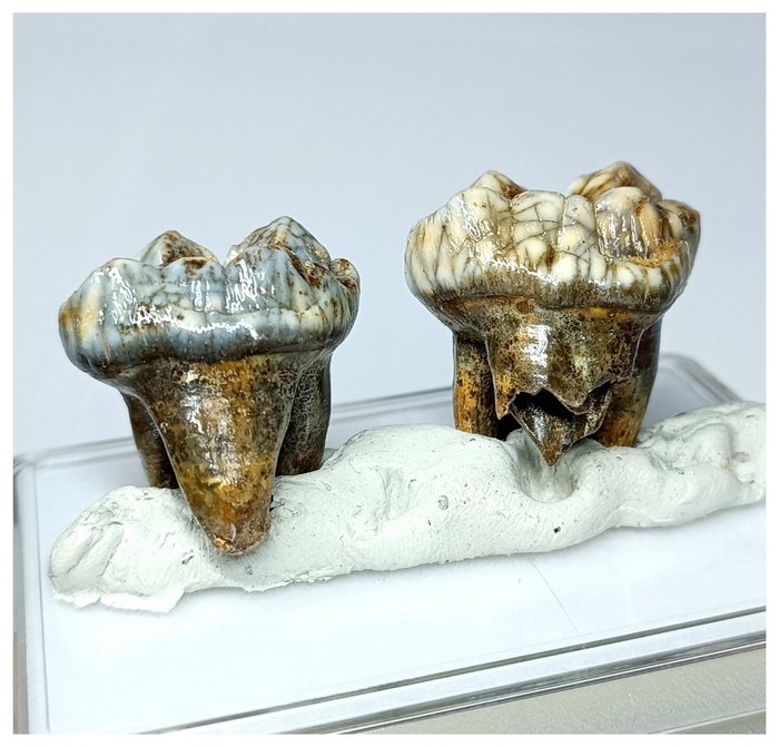 Set de 2 dinți premolari de Ursus spelaeus din epoca de gheață - Pleistocen - Dinte fosilă