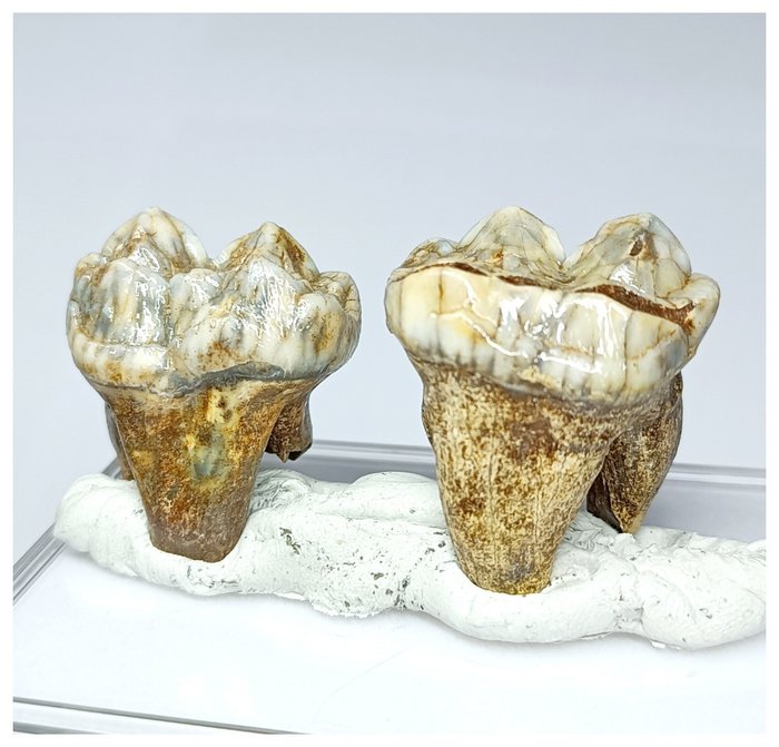 Set mit 2 prämolaren Zähnen von Ursus spelaeus, Eiszeit-Höhlenbär, Edelsteinqualität – Pleistozän - Fossiler Zahn