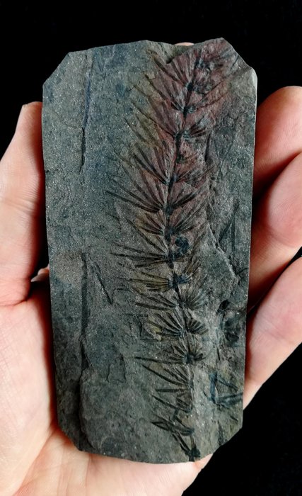 Plante fossile à la conservation exceptionnelle !! - Prêle (équisetales) - Plante fossilisée - Asterophyllites equisetiformis (SCHLOTHEIM;  BRONGNIART, 1828) - 112 mm - 56 mm