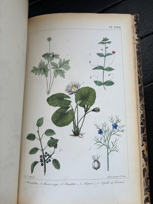 F.J Cazin - atlas des plantes médicinales indigènes - 1858