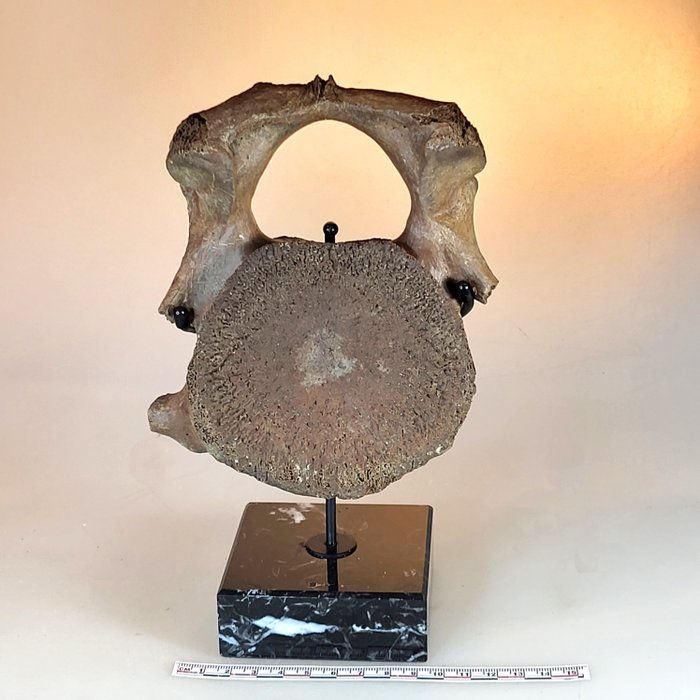 Wirbeljunges Wollhaarmammut auf handgefertigter Ausstellung - Fossiler Wirbelknochen - Mammuthus primigenius - 21 cm - 13 cm