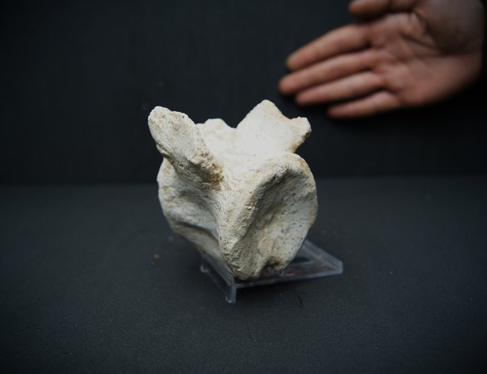 滄龍椎骨品質優良 - 椎骨化石 - Mosasaurus - 10 cm - 6 cm