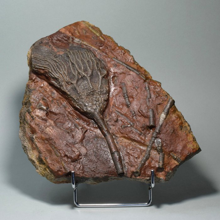 Crinoide - Animale fossilizzato - Scyphocrinites elegans - 19.5 cm - 19.5 cm