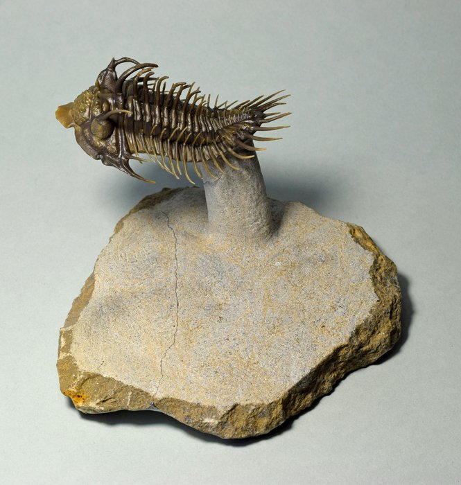 Exceptional brown-coloured trilobite - Fossilised animal - Comura bultyncki