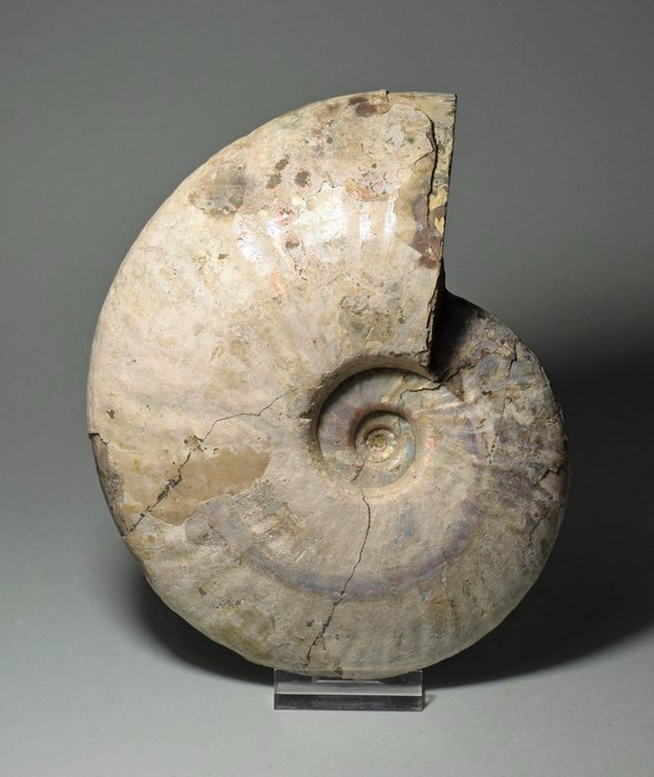 Ammoniitti - Kivettynyt simpukka - Aioloceras (Cleoniceras) besairiei - 16.4 cm