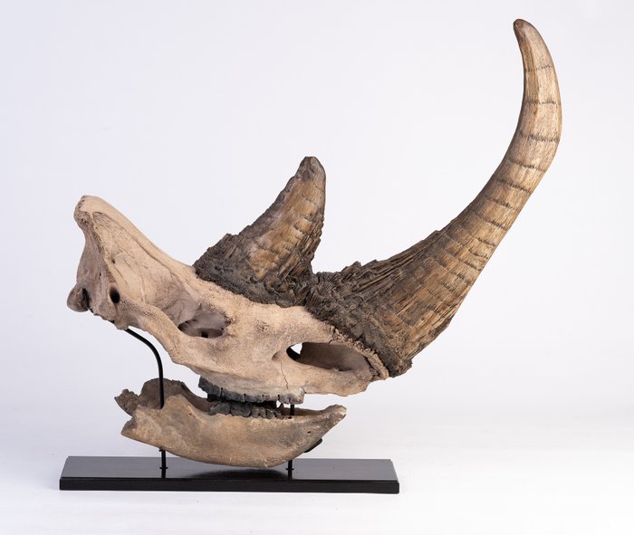 羊毛犀牛- 头骨化石- 114 cm - 37 cm - Catawiki