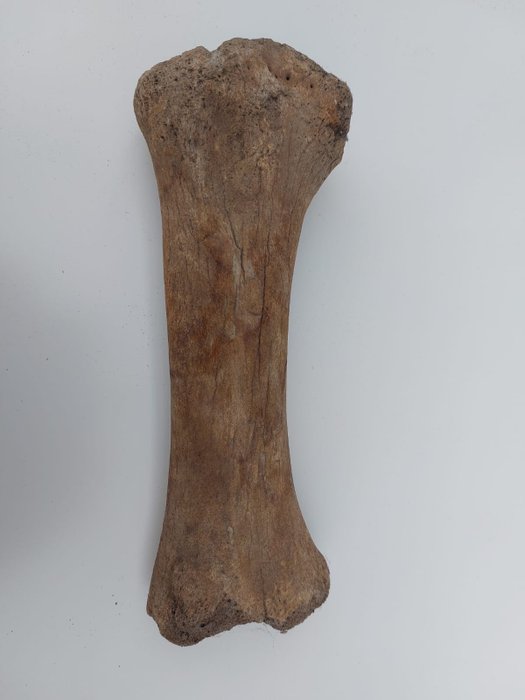 Nashorn Knochen - Coelodonta antiquitatis - 29 cm - 7.5 cm - 7.5 cm -  (1)