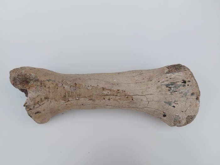 Nashorn Knochen - Coelodonta antiquitatis - 34 cm - 6 cm - 6 cm -  (1)