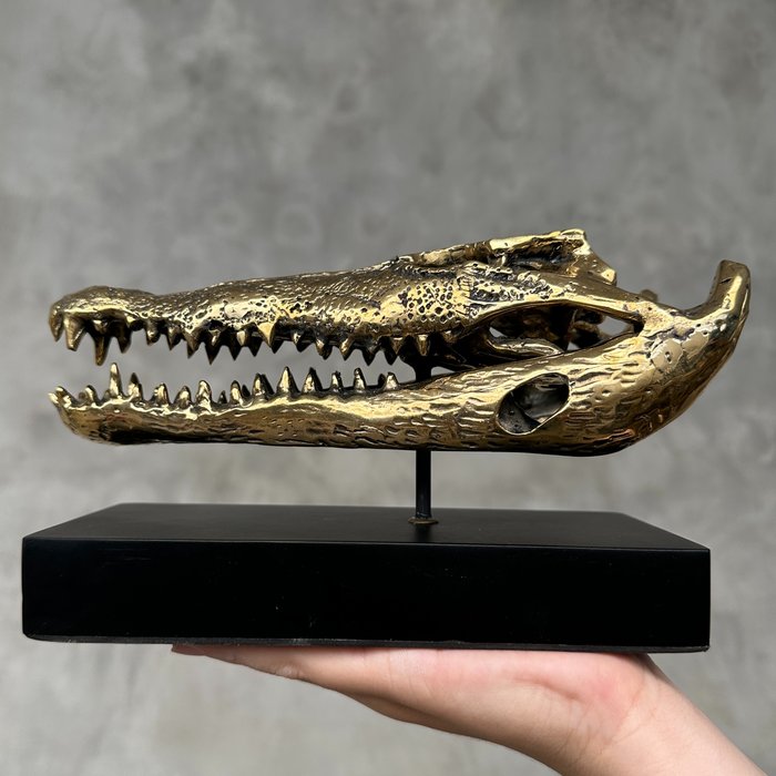 Saltvannskrokodille Skalle - No Reserve Price - Polished Bronze Saltwater Crocodile on a Stand - Crocodylus porosus - 10 cm - 5 cm - 20 cm