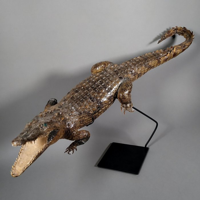 Coccodrillo del Nilo Allestimento tassidermico a corpo intero - Crocodylus niloticus - 42.5 cm - 86.5 cm - 29 cm - CITES Appendica II - Allegato B nell'UE