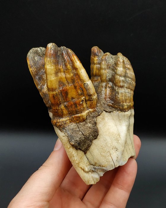 Rinoceronte lanoso - Dente fossile - Coelodonta antiquitatis - 100 mm - 68 mm