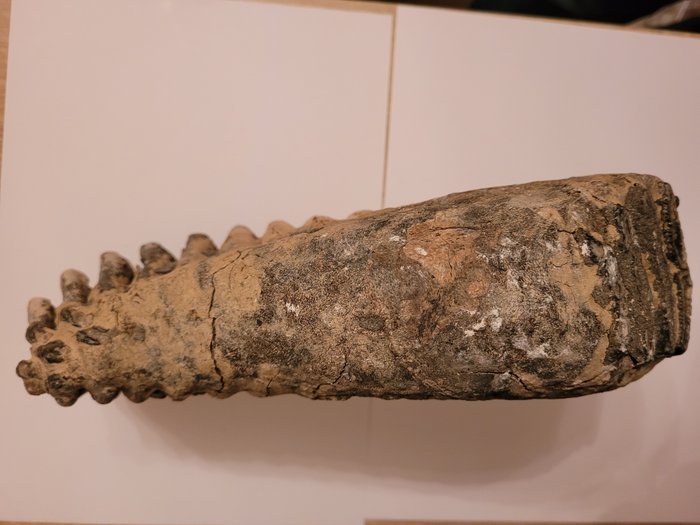 Zebră - Molar fosilă - 17 cm - 8 cm