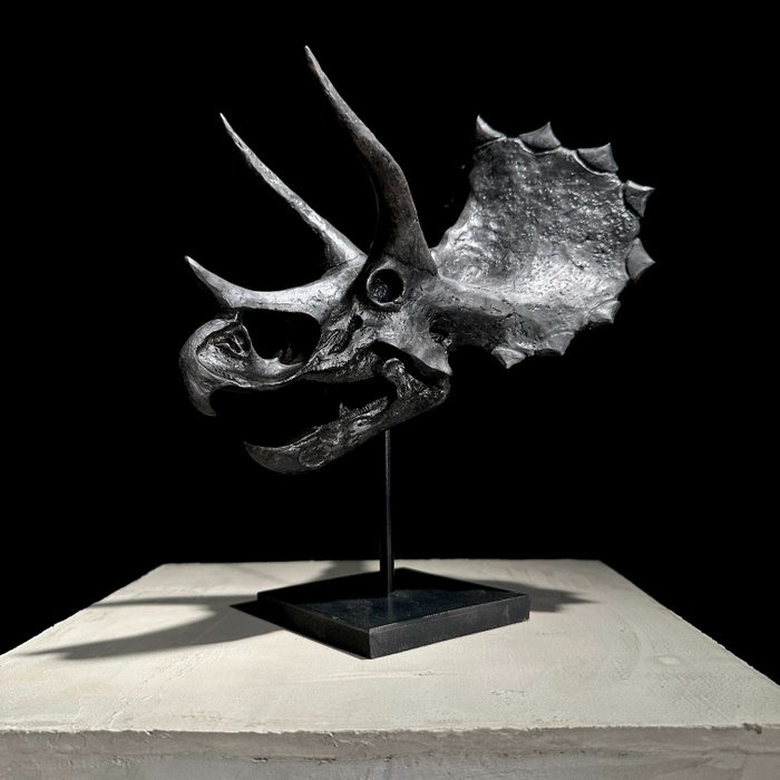 - KEIN RESERVEPREIS - Replik eines Dinosaurierschädels - Museumsqualität - Schwarze Farbe - Harz Taxidermie-Replikat-Montage - Triceratops - 29 cm - 18 cm - 24 cm