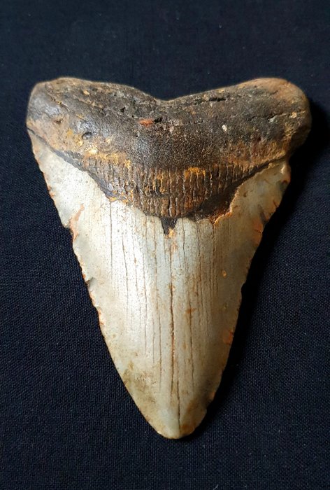 巨牙鯊 - 牙齒化石 - 114 mm - 84 mm
