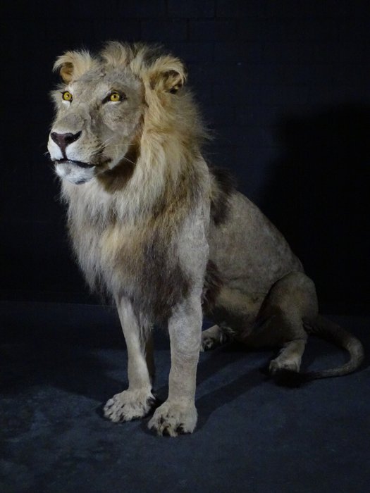 Afrikanischer Löwe - junges Männchen, reitend in Ruhe - Taxidermie-Ganzkörpermontage - Panthera leo (with Legal Transfer) - 75 cm - 13 cm - 160 cm - CITES Anhang II - Anlage B in der EU