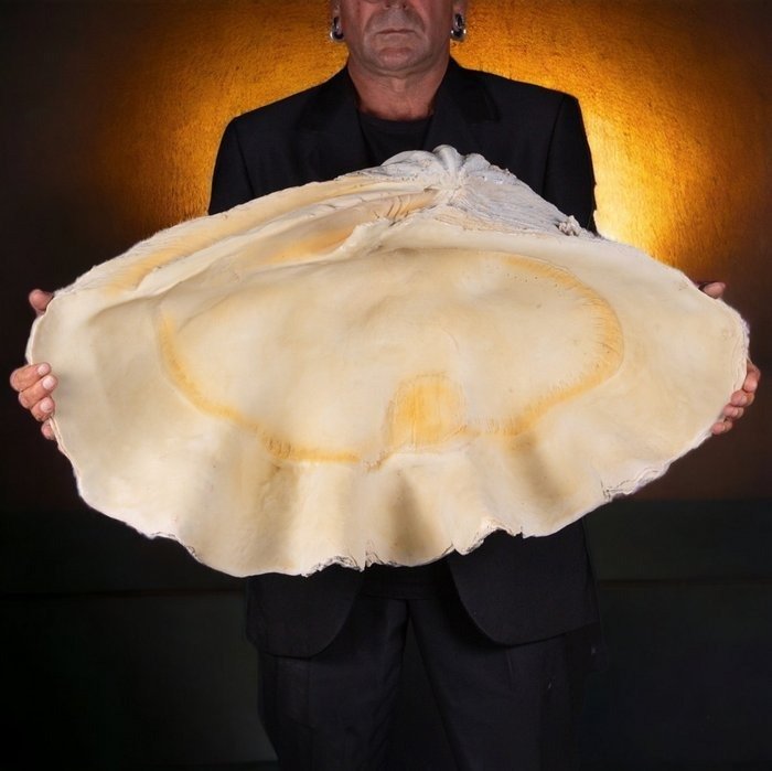 M.A.G. Design Seemuschel - - Giant Clam Shell Resin Replica -