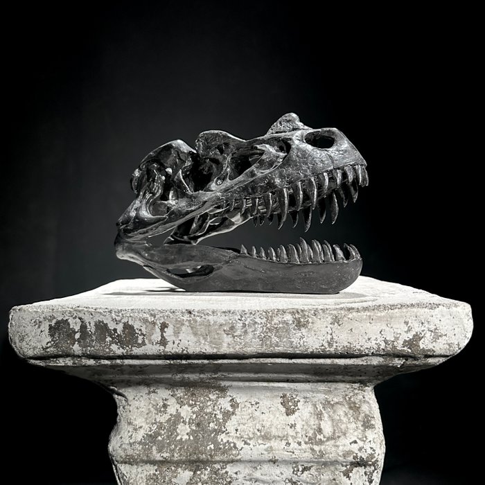 SEM PREÇO DE RESERVA - Uma réplica do crânio de dinossauro - Ceratosaurus - Cor preta - Qualidade de Montagem de réplica de taxidermia - Ceratosaurus - 13 cm - 9 cm - 20 cm