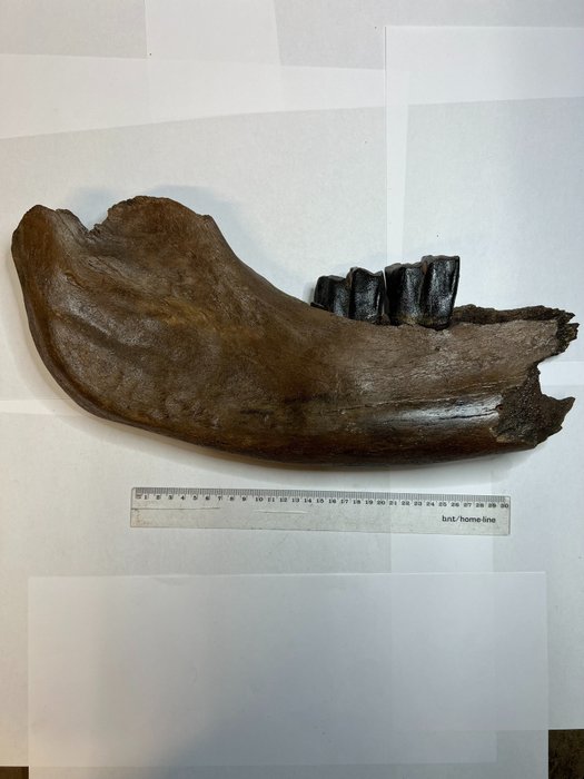 Rinoceronte lanoso - Osso mandibolare fossile - Coelodonta antiquitatis