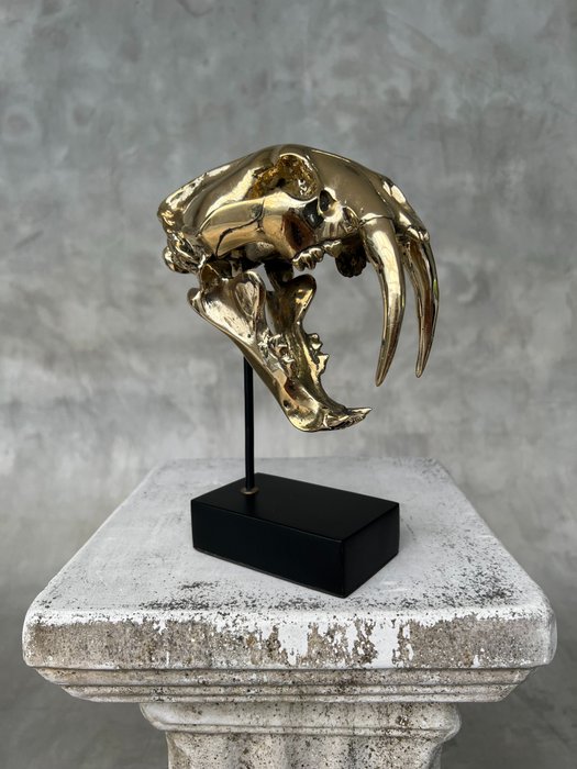 Statue, No Reserve Price -Saber Tooth Tiger Skull - Smilodon - Polished Bronze - 20 cm - Bronze - 2021