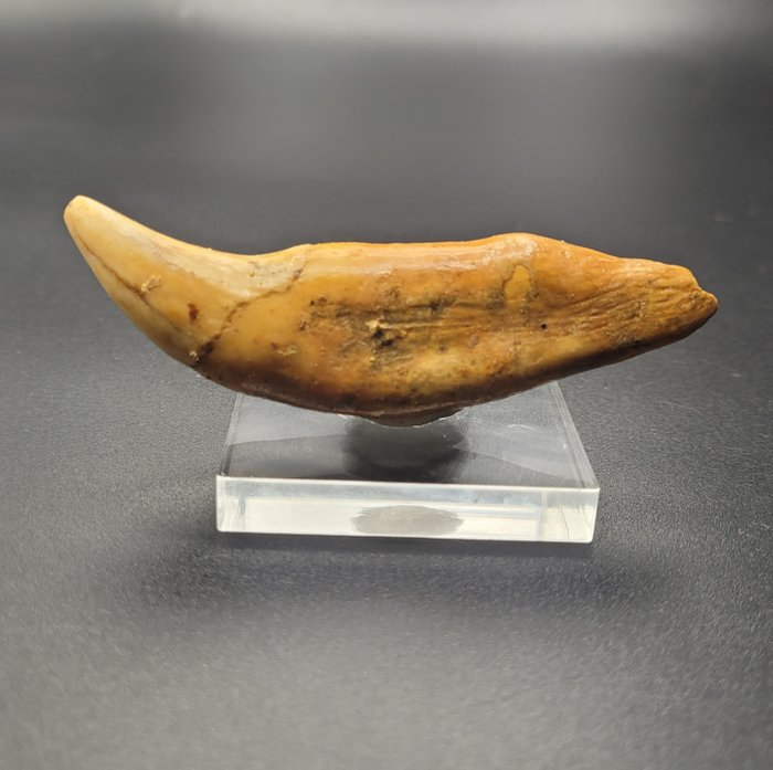 洞熊 - 牙齒化石 - ENORMUS canine, Museum quality - 105 mm