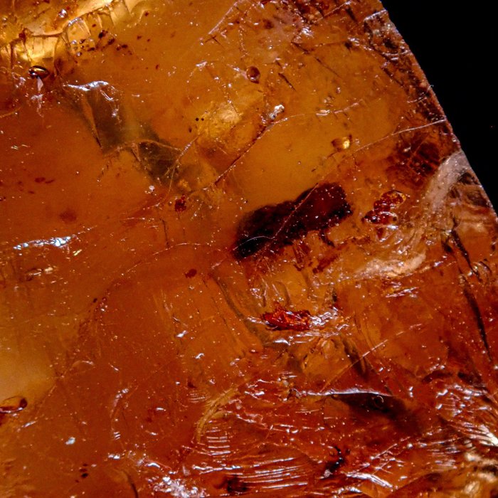 天然 A+ - 昆虫内含物 - 金琥珀 原石 165.95 克拉，俄罗斯- 33.19 g