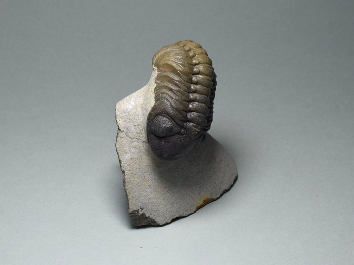 Trilobiitti - Kivettynyt eläin - Phacops sp. - 7.1 cm