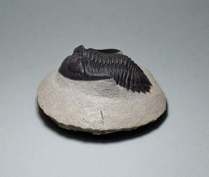 三叶虫 - 动物化石 - Hollardops mesocristata - 5.2 cm
