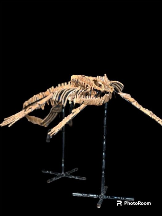 Merellinen matelija - Fossiilinen luuranko - Mosasaurus sp. - 2.2 m - 0.86 m