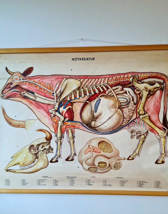 R.T. Stig Jung & Co - Anatomy Of A Cow - Années 1930