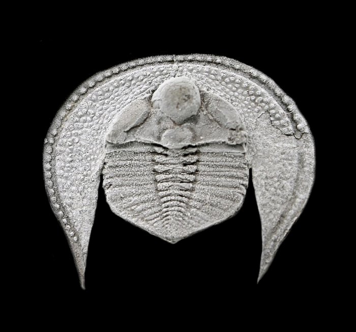 Chance. Figure in the book Moroccan Trilobites - Fossilised animal - Declivolithus sp.