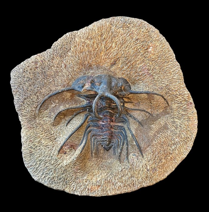 Lenyűgöző példány (méretében egyedülálló) - Fosszilizálódott állat - Dicranurus monstrosus