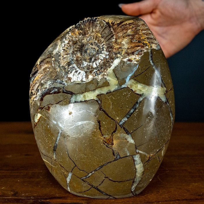 Very Rare! Fossilized Ammonites in Septarian Freeform- 2433.61 g