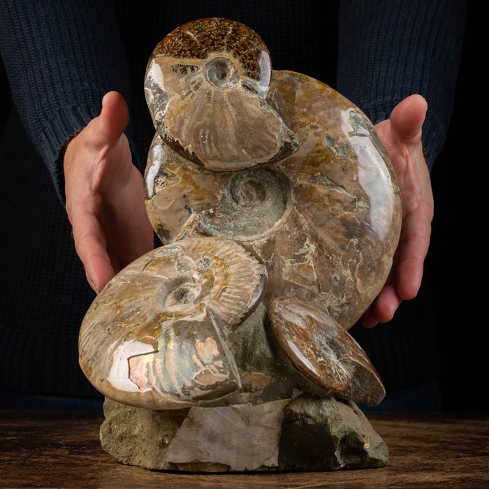 Gruppo Di Ammoniti: Il Fascino Del Cretaceo - Guscio fossilizzato - Aioloceras (Cleoniceras) sp. - 290 mm - 200 mm