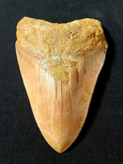 巨牙鯊 - 牙齒化石 - 134 mm - 89 mm