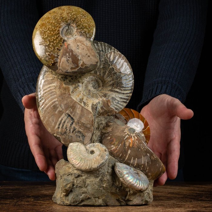 Kridt Ammonitter på Matrix - Tidsrejse - Forstenet skal - Cleoniceras - 33 cm - 22 cm